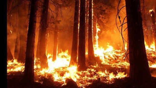 AMAZONFire22sm