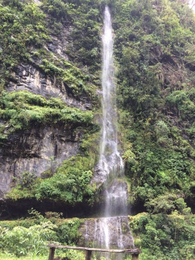 AMAZONHealthyPeruRainforest