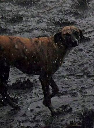ANIMALSHurtAmazonFire10Dogsmall