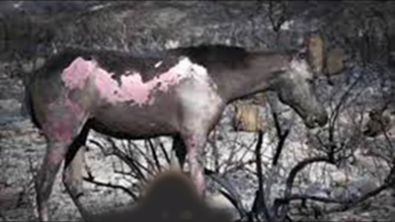 ANIMALSHurtAmazonFire2