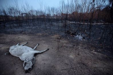 ANIMALSHurtAmazonFire4