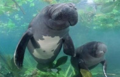 Amazonian-Manatee1