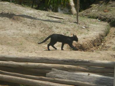 AnimalAmazoncatburnedfire