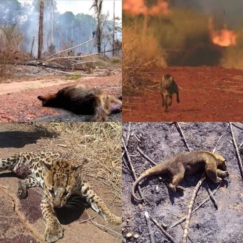 AnimalsAmazonFirevictims