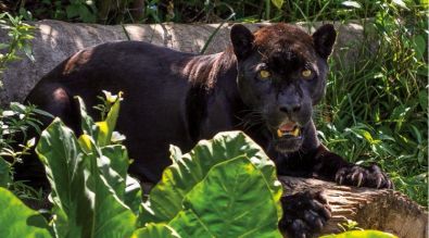 Panther
