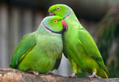 Parakeets