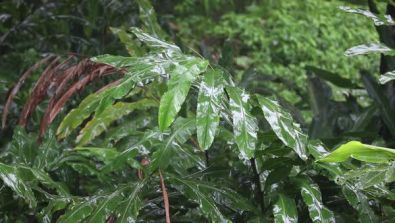 RainforestRain12