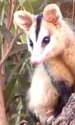 WhitePossum