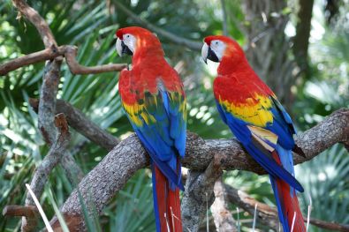 macaw2