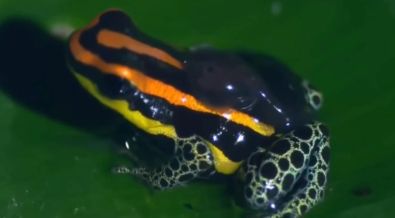 poisonfrog