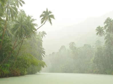 rainforest-tropicalrain