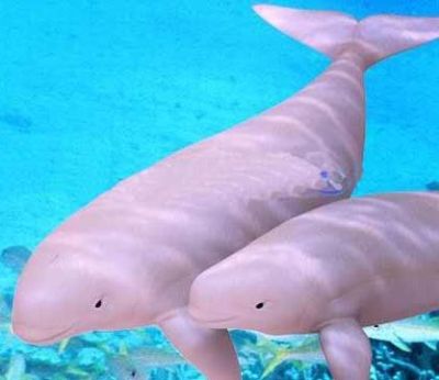 Images Baby Dolphins on Chinese White Dolphin Mother And Baby