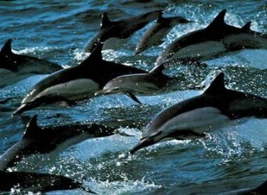 Dolphin Pod
