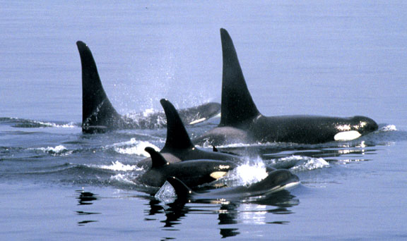 Images Of Whales. A POD OF WHALES